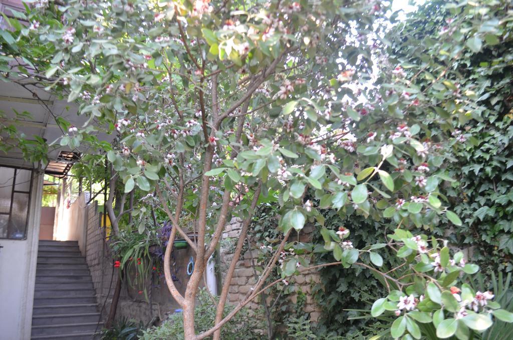 Alex'S Cosy Guesthouse Tbilisi Exterior foto