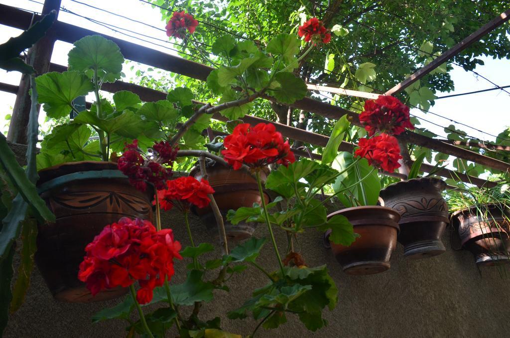 Alex'S Cosy Guesthouse Tbilisi Exterior foto